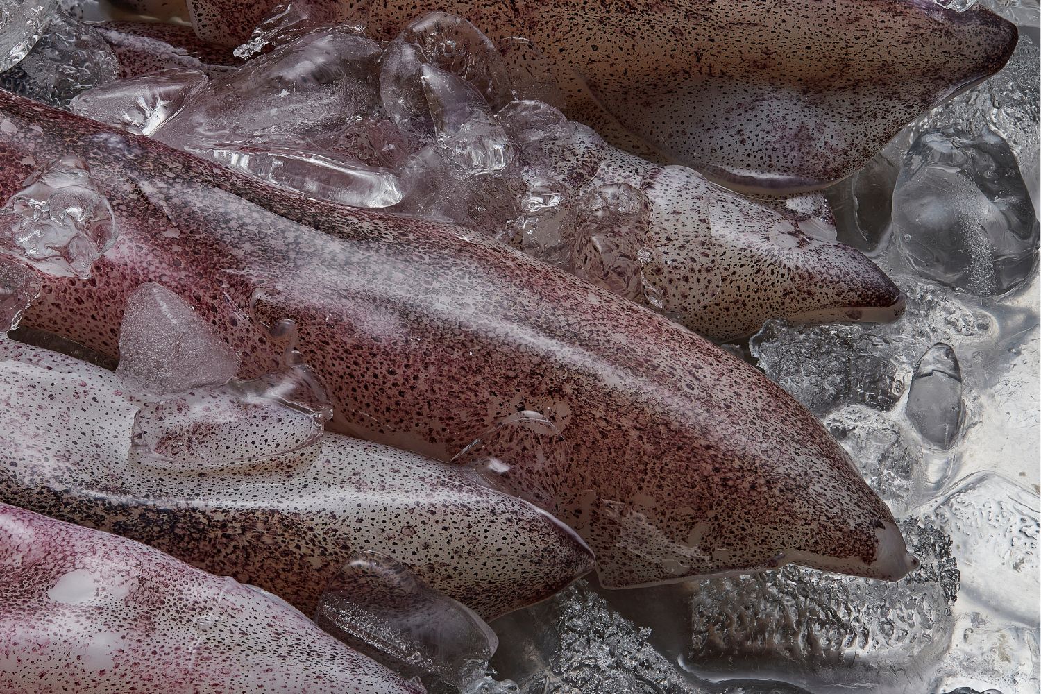 Pêche intensive: un fléau hors de contrôle, le rapport choc sur la pêche au calmar