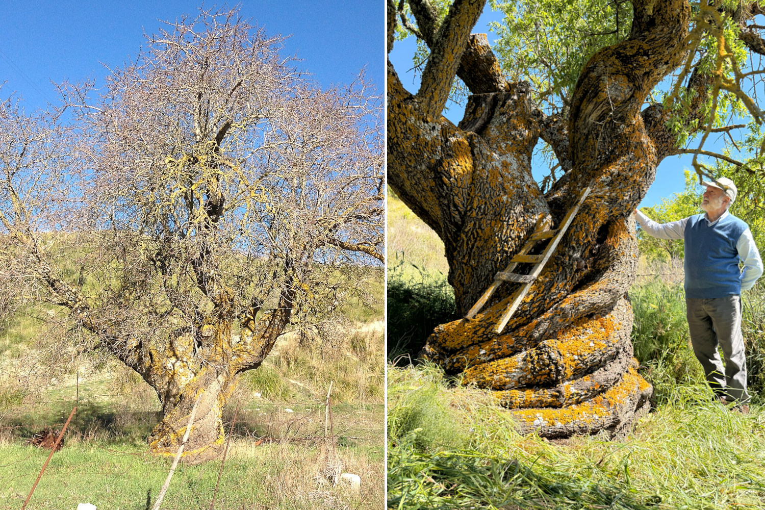 Le plus grand amandier amer du monde en Sicile : 500 ans et une échelle incrustée dans le tronc en spirale