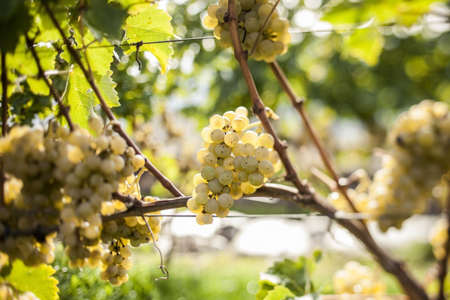 Chaleur bouleverse les vendanges 2026 : de l’Alto Adige aux Pouilles, la récolte du raisin démarre en avance