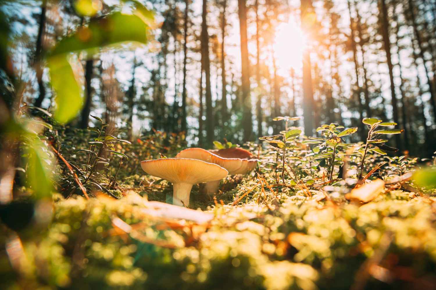Forêts pleines de Russules, pas de Porcini : pourquoi cet été et le lien avec le climat qui se réchauffe