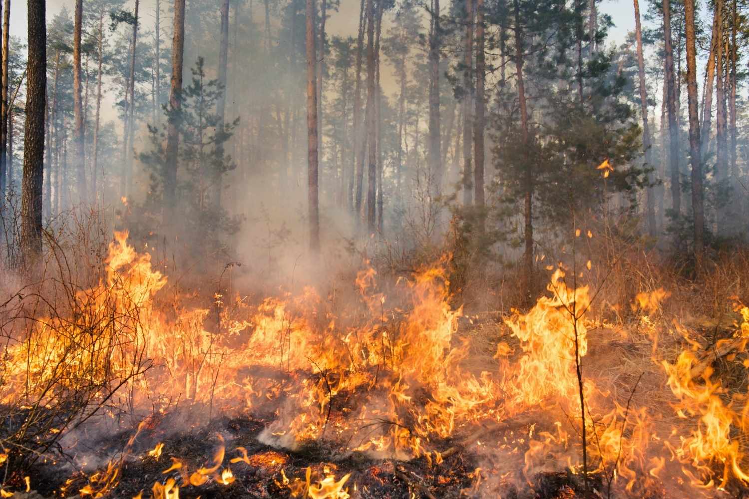 Incendies de forêt : numéros d'urgence à appeler et règles pour se mettre à l'abri