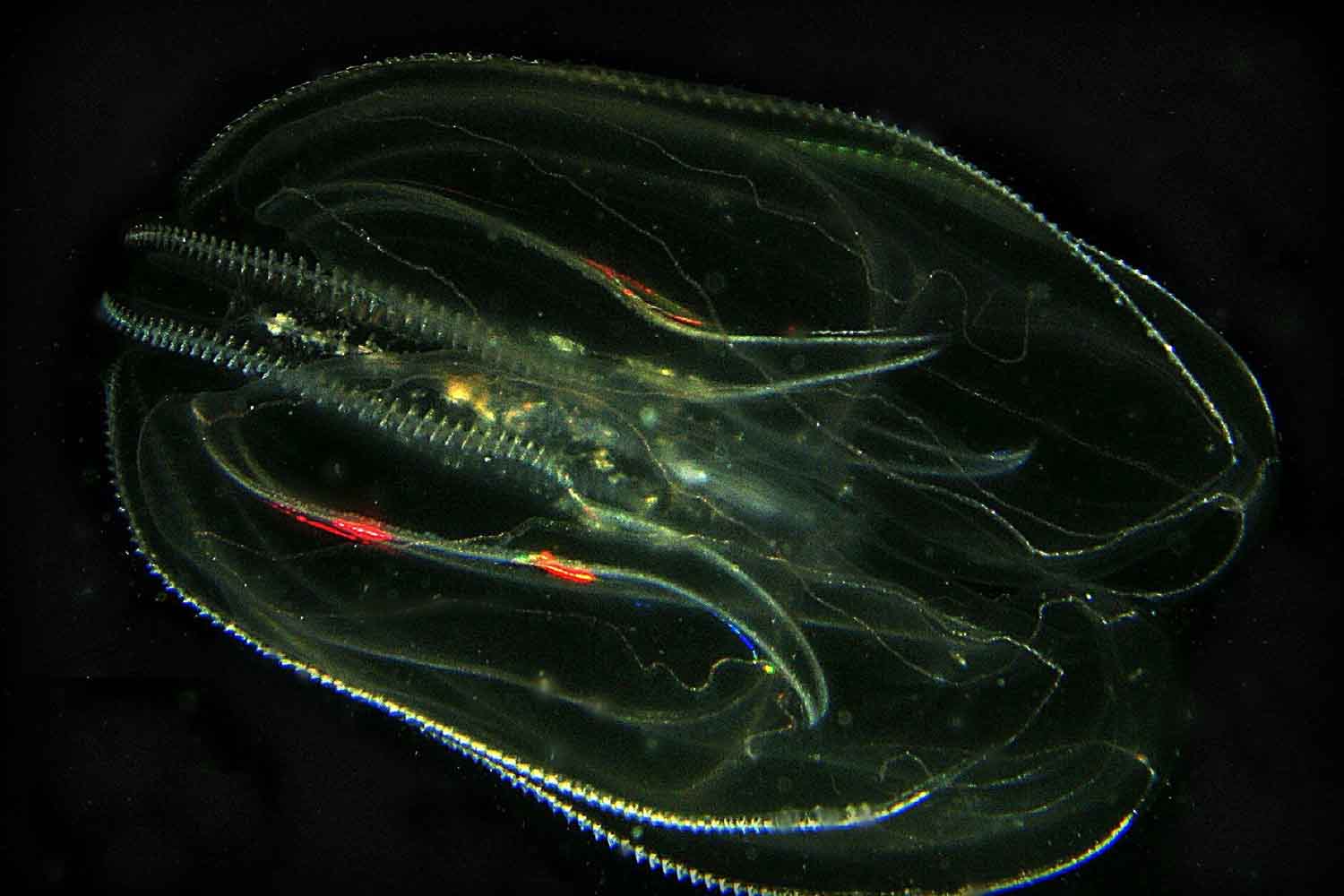 Le cannibale de la mer a conquis la Baltique et menace les espèces autochtones