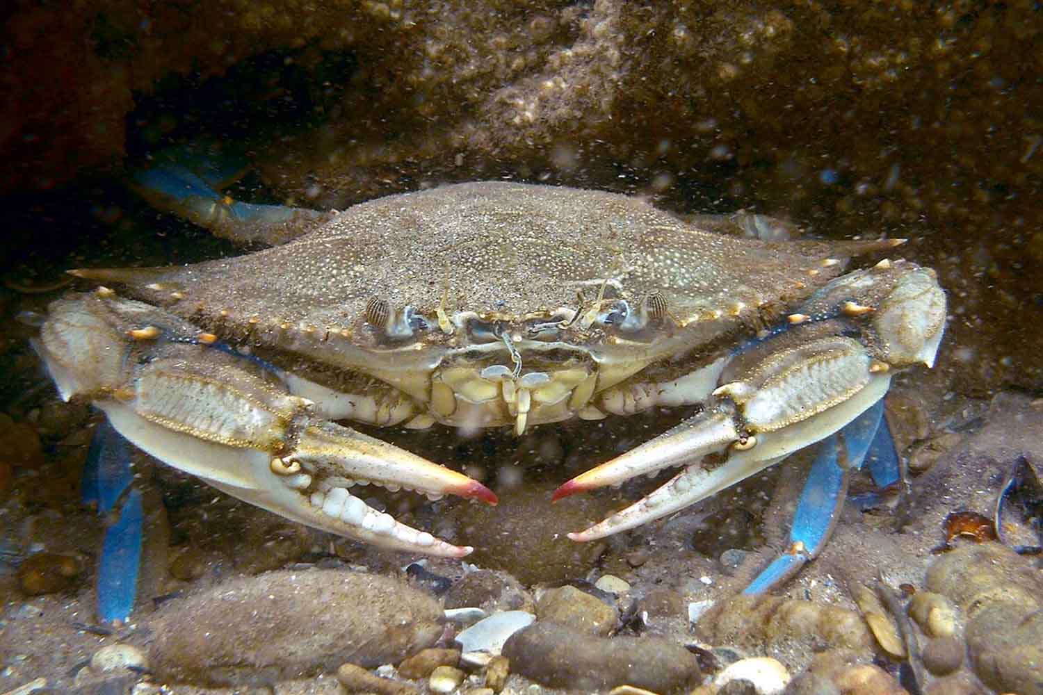 Le crabe bleu remonte le Pô et atteint la plaine : que se passe-t-il et quel est le lien avec la sécheresse