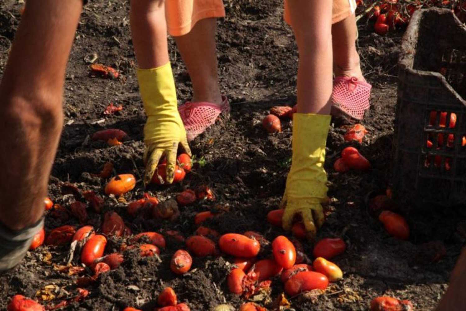 Meurt à 19 ans en ramassant des tomates, la tragédie relance le débat sur le caporalisme