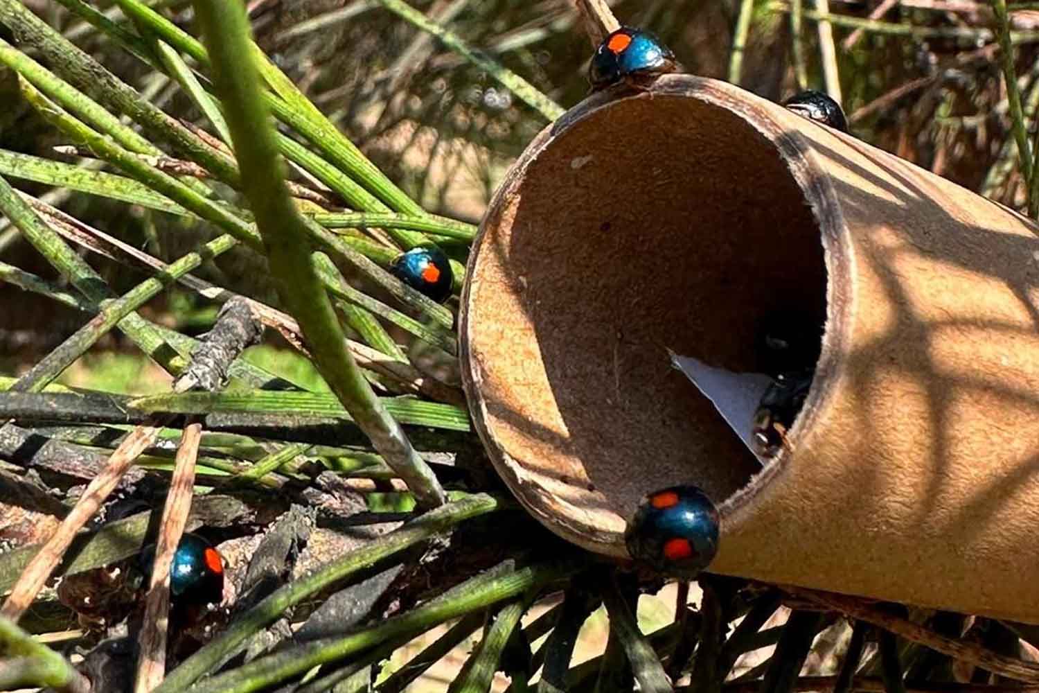 Parasite exotique sur les pins italiens : la cochenille tortue met à genoux les pins et ferme l’usine historique de pignons de pin à Fregene