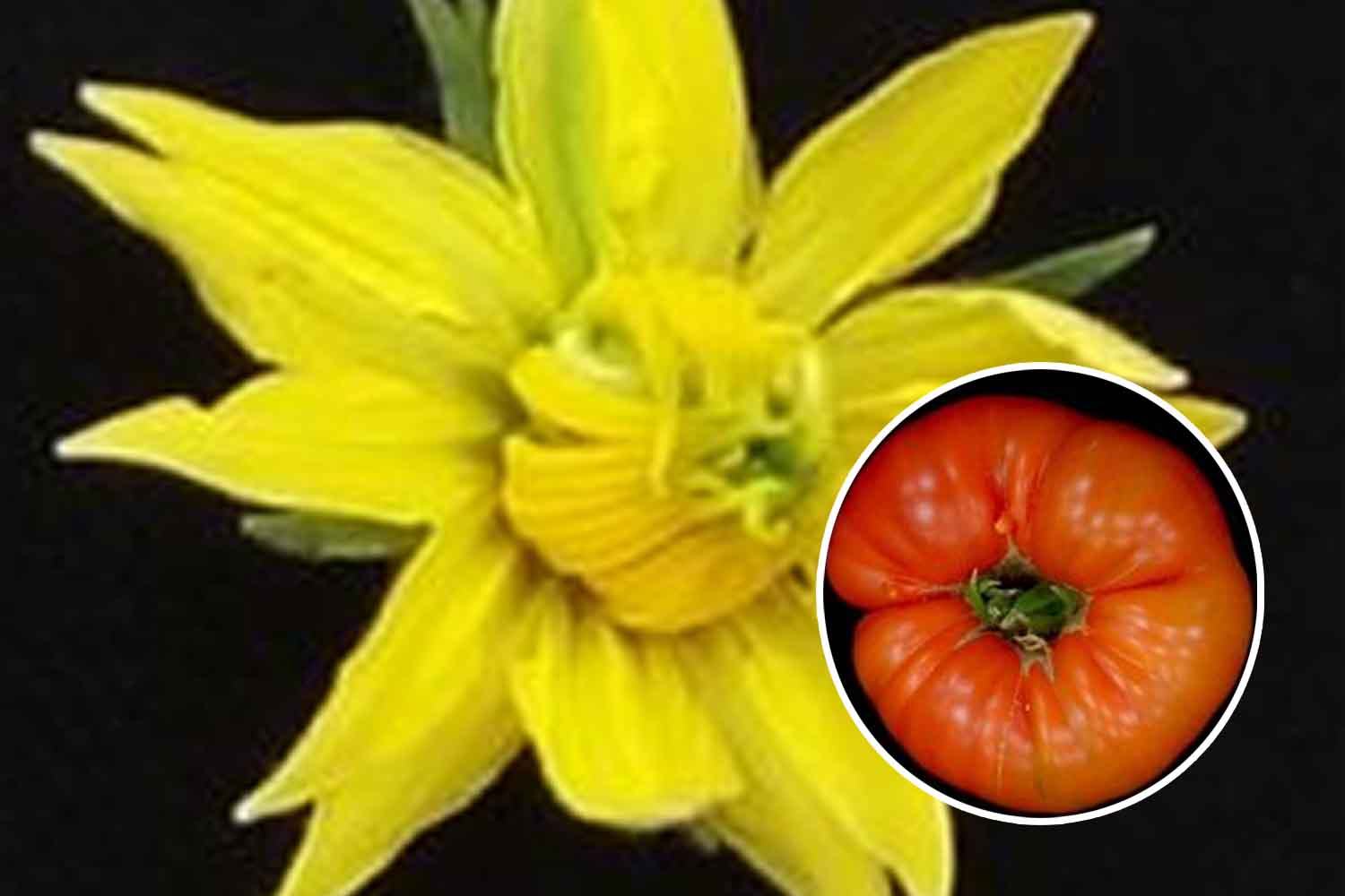 Quelle fleur « monstrueuse » sur la tomate peut devenir un fruit énorme : découvrez ce qu’est le megabloom