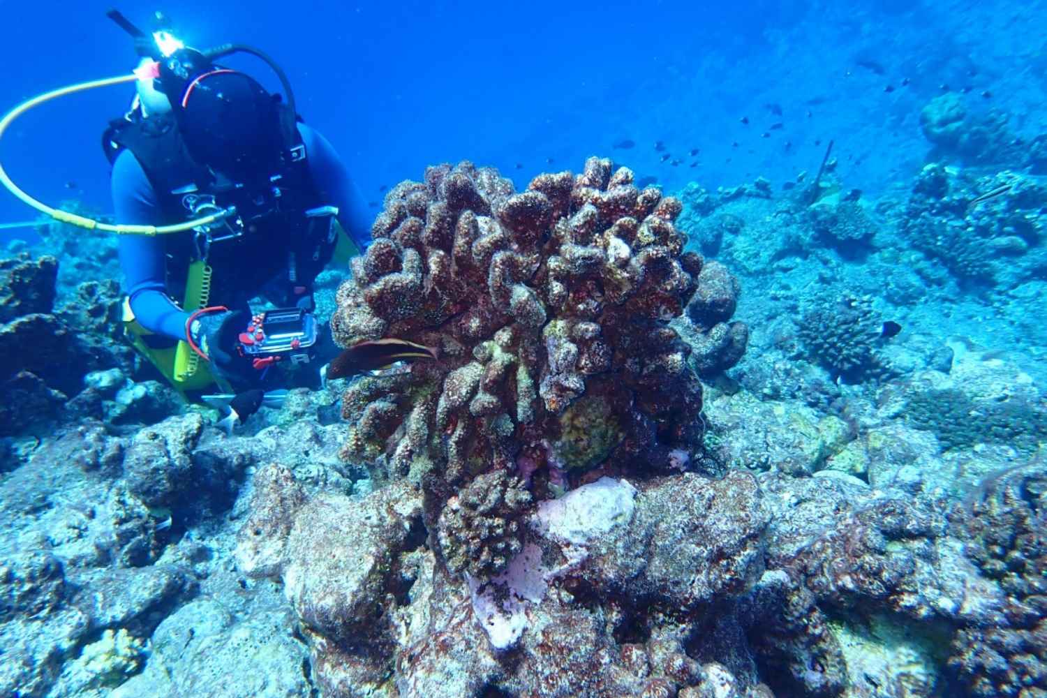 Récifs coralliens n'ont plus le temps de guérir : la plus grande étude jamais réalisée lance l'alerte