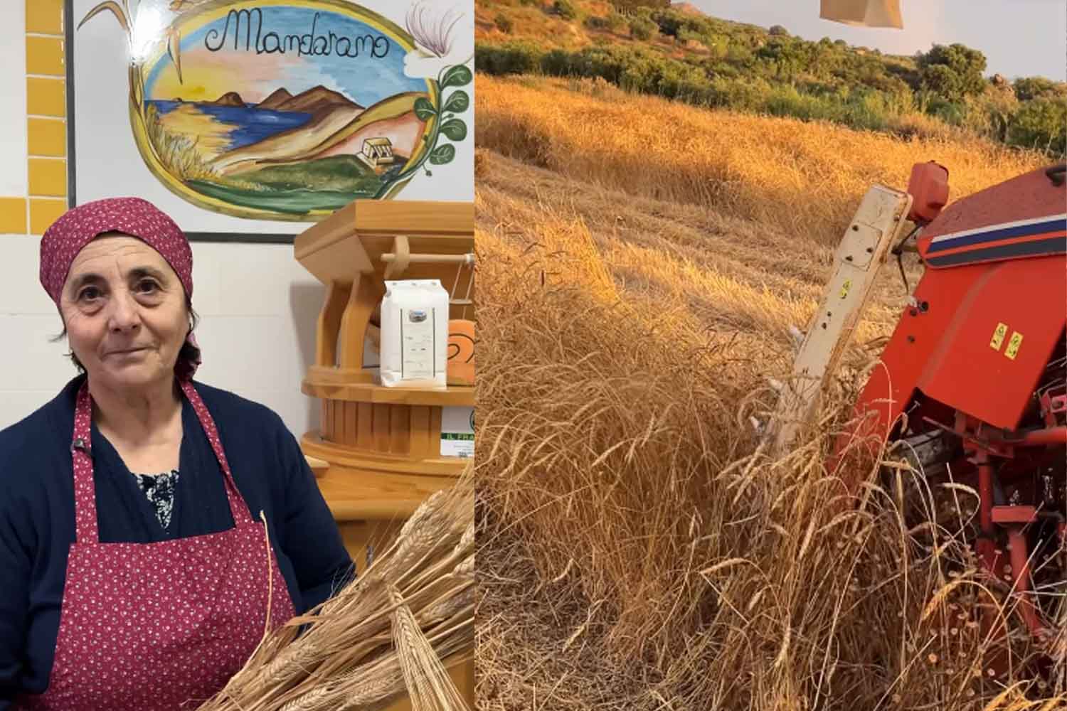 Vingt épis conservés par le grand-père il y a des décennies ont ramené ce blé ancien dans les champs de Lipari