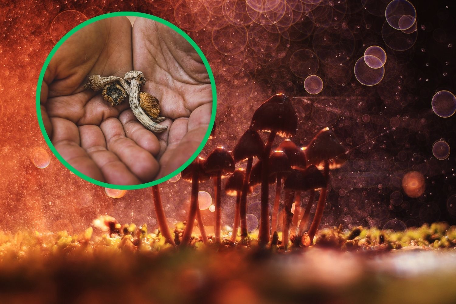 Champignons magiques : découverte en Afrique d'une nouvelle espèce de champignon hallucinogène qui réécrit l'histoire de cette substance psychédélique