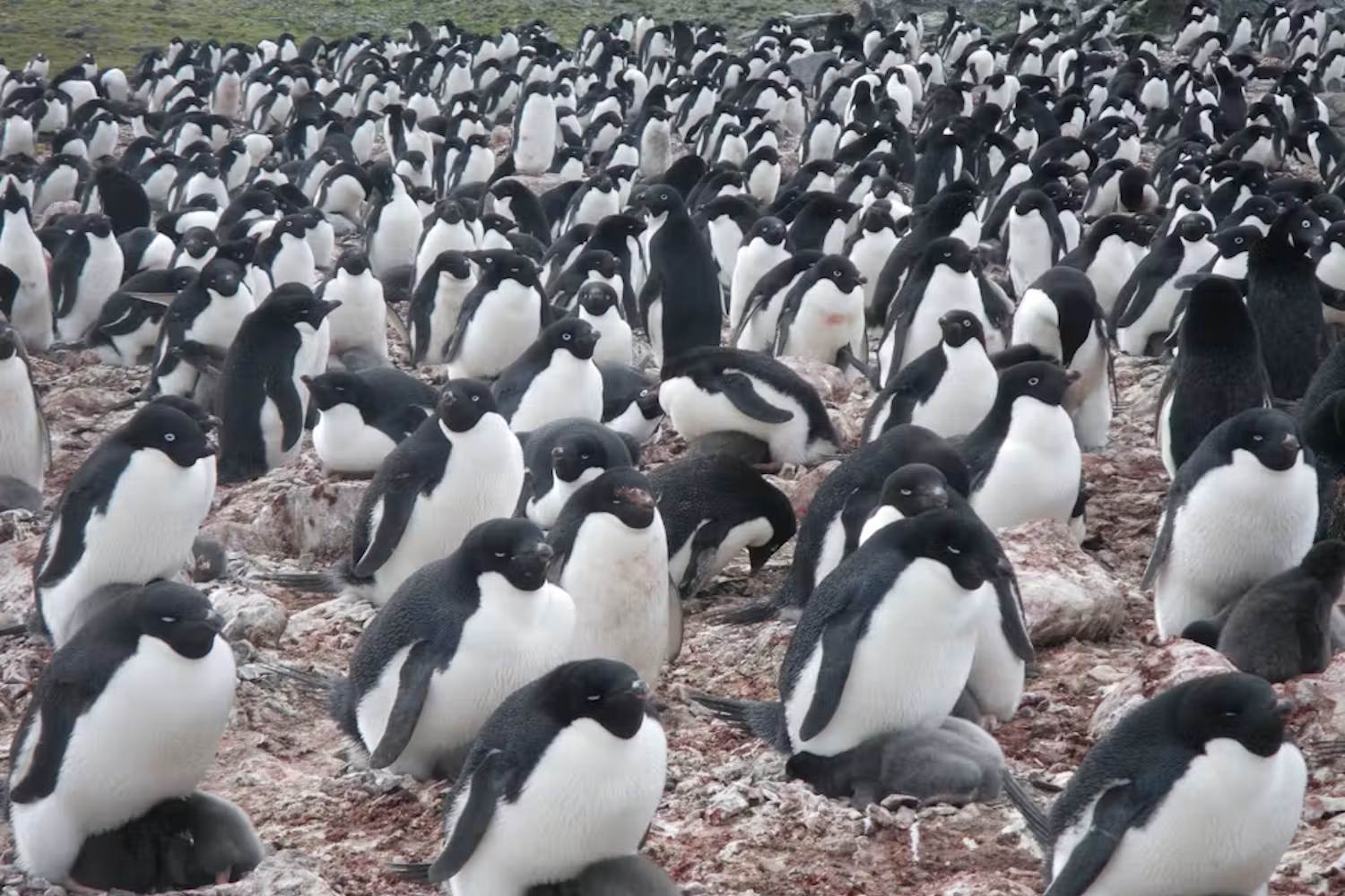 Changements climatiques révélés par les excréments des pingouins : une étude qui nous confronte à la réalité