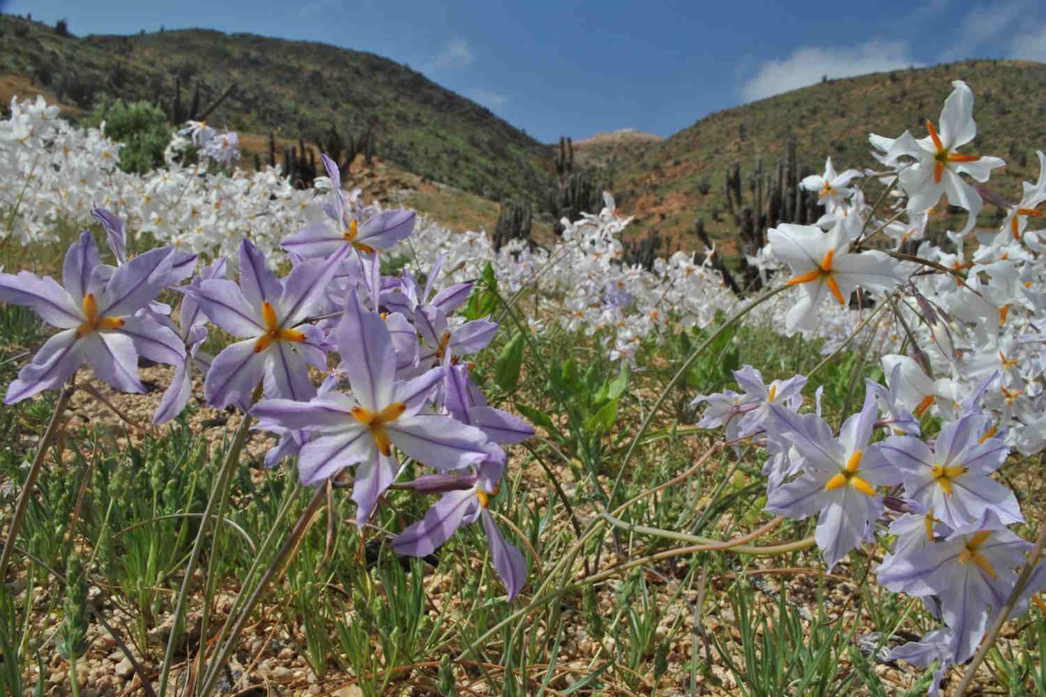 Dans le désert le plus aride du monde, la vie éclate : l’Atacama devient une mer de fleurs après les pluies (El Niño est impliqué)