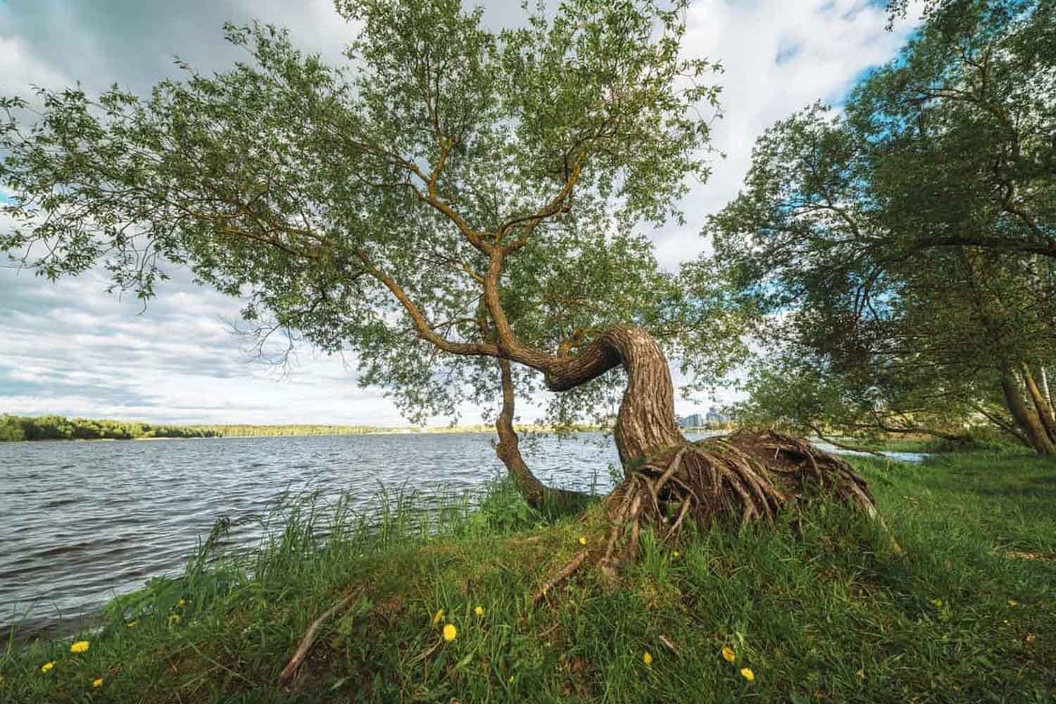 Des arbres magnifiques : lorsqu'ils poussent de travers, ils développent un bois spécial pour se redresser