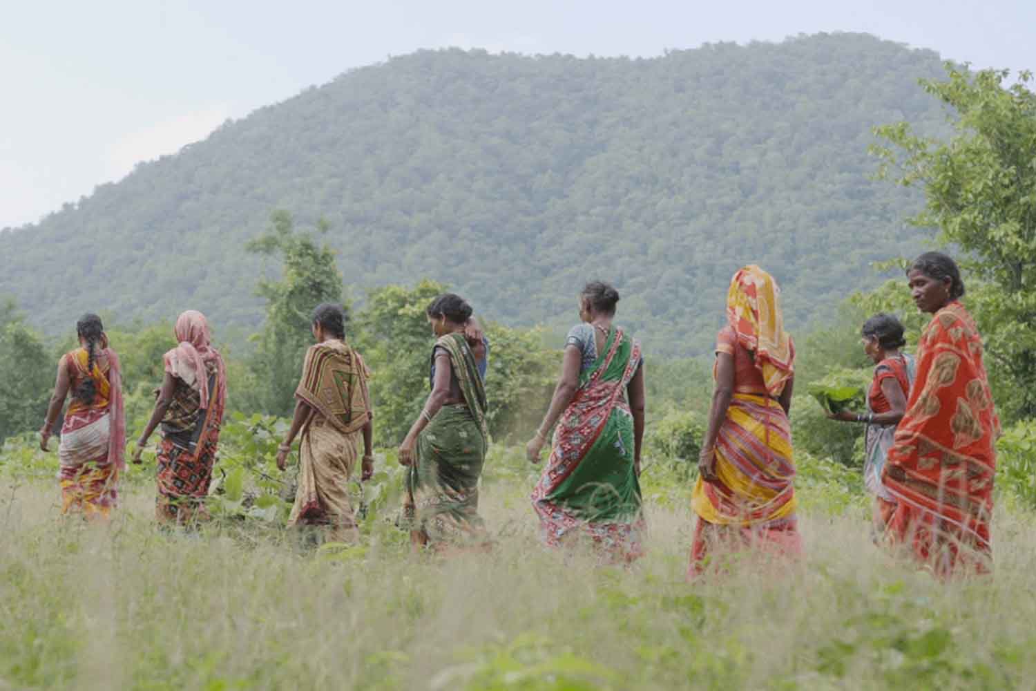 En Inde, un village de 38 familles a ramené à la vie 230 hectares de forêt et fait renaître les sources