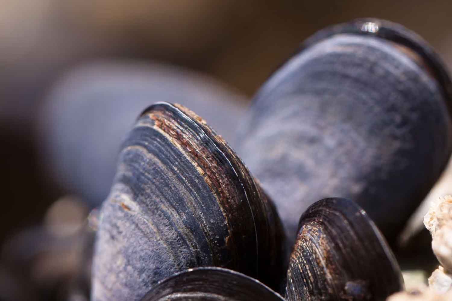 La mer trop chaude provoque une mortalité record des moules d'élevage