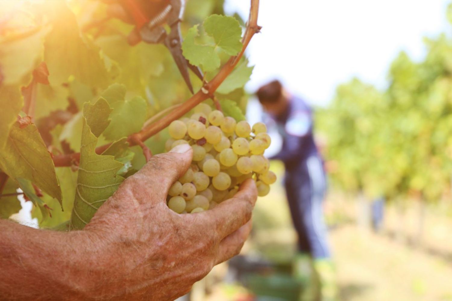 La vendange anticipée ne suffit plus : des panneaux agrivoltaïques et une crème solaire pour les grains de raisin, comment les vignobles ont été protégés de la chaleur extrême