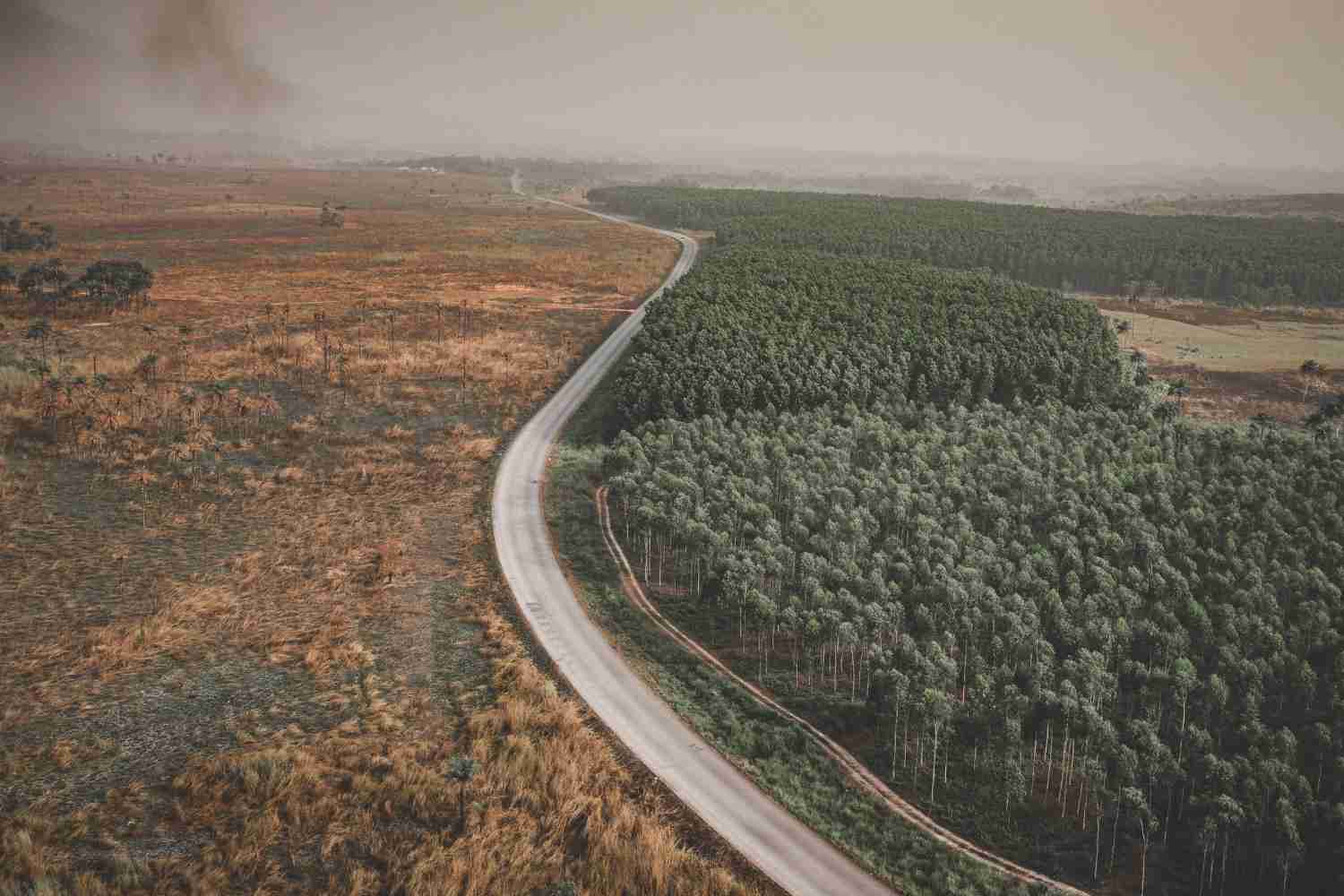 Amazonie : déforestation en chute de 42% — jamais aussi basse depuis 1988, l'avenir de la forêt se joue aux urnes