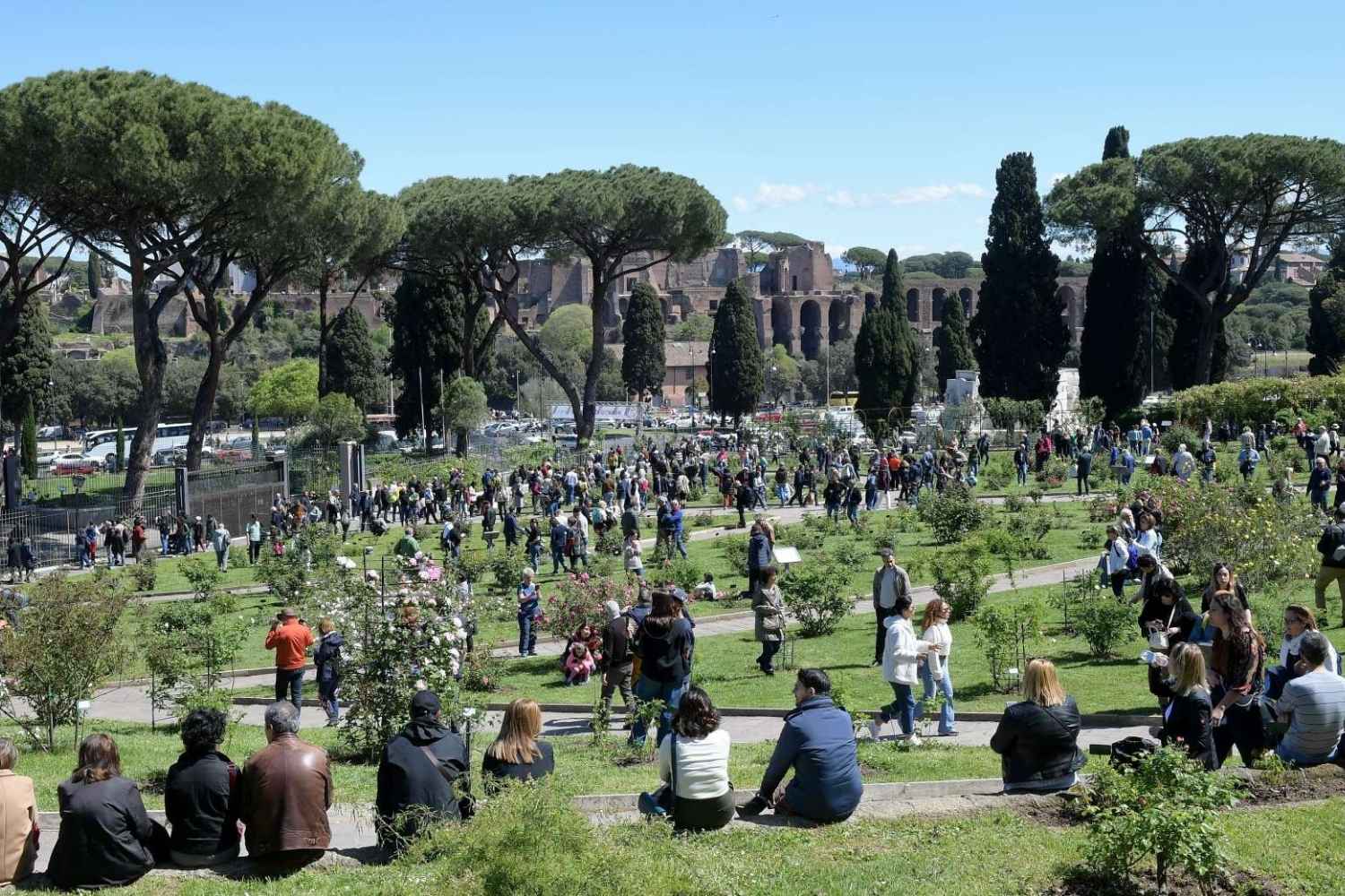 À Rome, admirez la floraison des roses anciennes et rares même en automne : la roseraie communale rouvre, entrée gratuite.