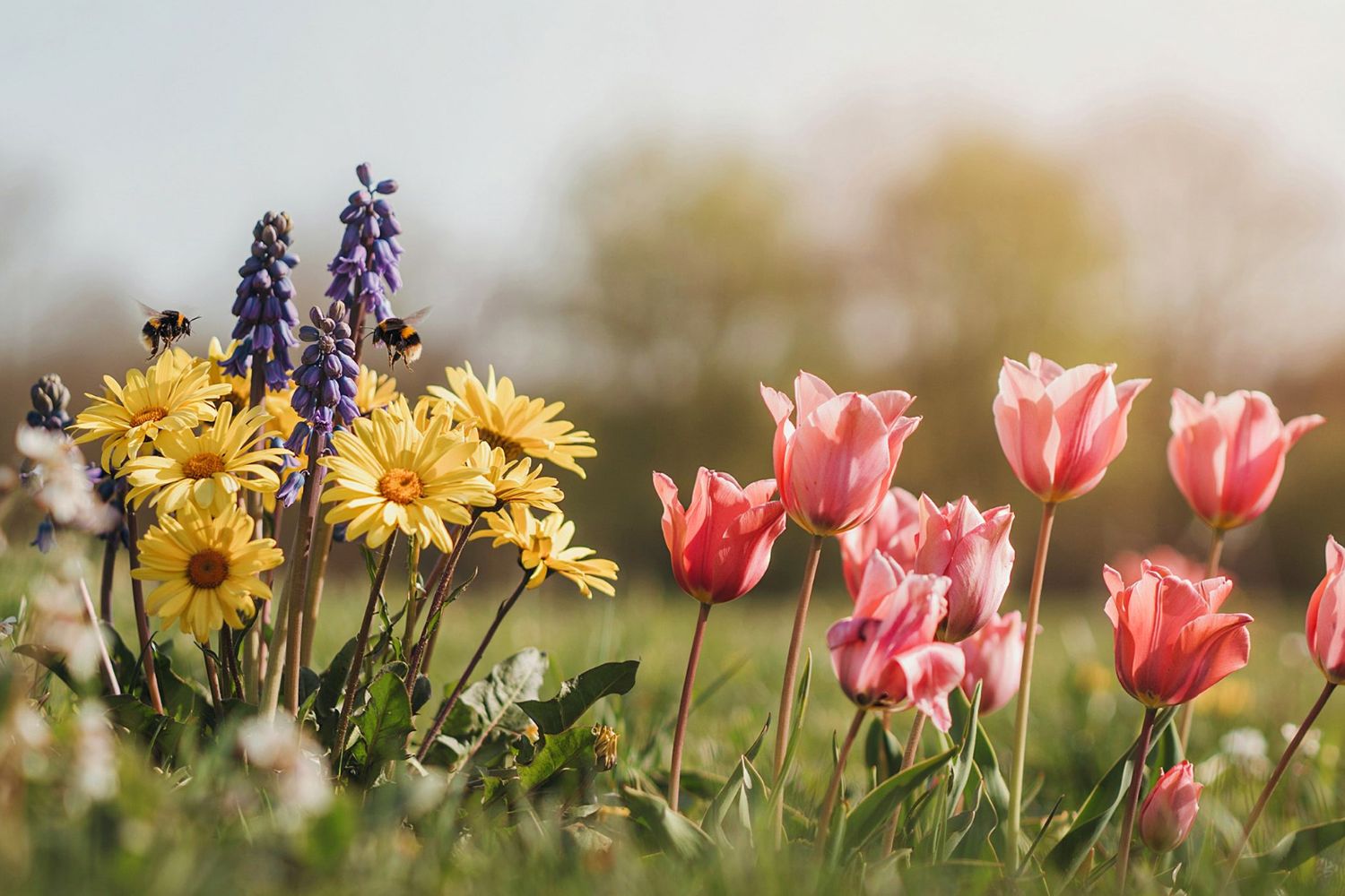 Abeilles et pollinisateurs: la pollution les empêche de trouver les fleurs — étude choc