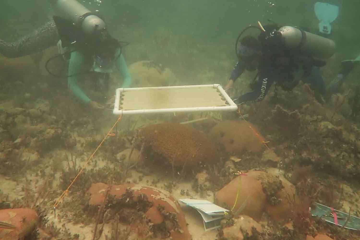 Ainsi, 20 parapluies sous-marins ont protégé les coraux de Floride du blanchiment pendant la chaleur extrême