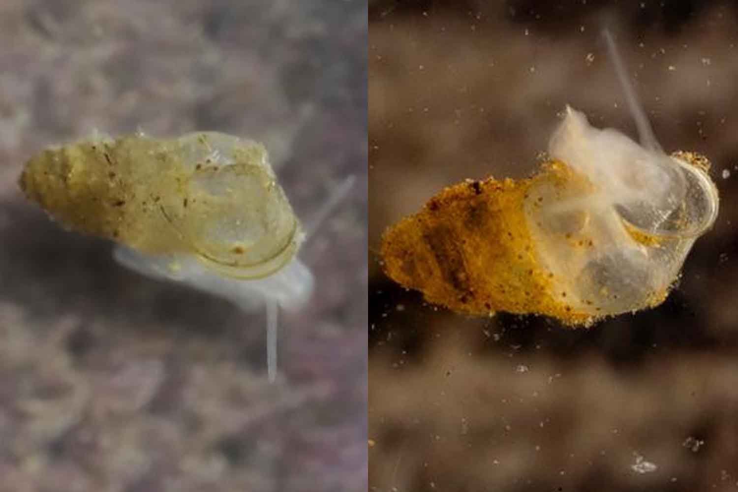 Animal sans yeux découvert dans une grotte chinoise : il s'est adapté à vivre entièrement dans l'obscurité