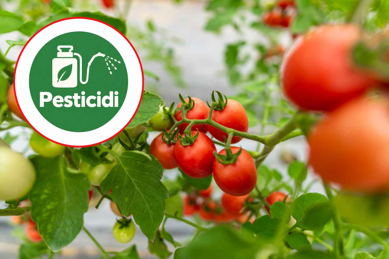 Bayer veut doubler les résidus maximaux d’un pesticide dans les tomates (l’EFSA est favorable)
