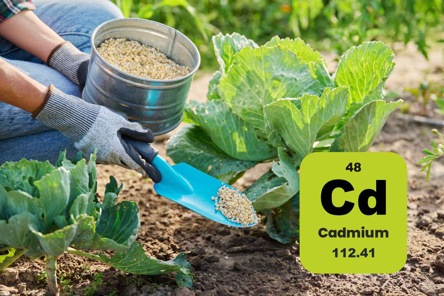 Cadmium dans les engrais : la France abaisse les limites après l’alerte sur la contamination des aliments