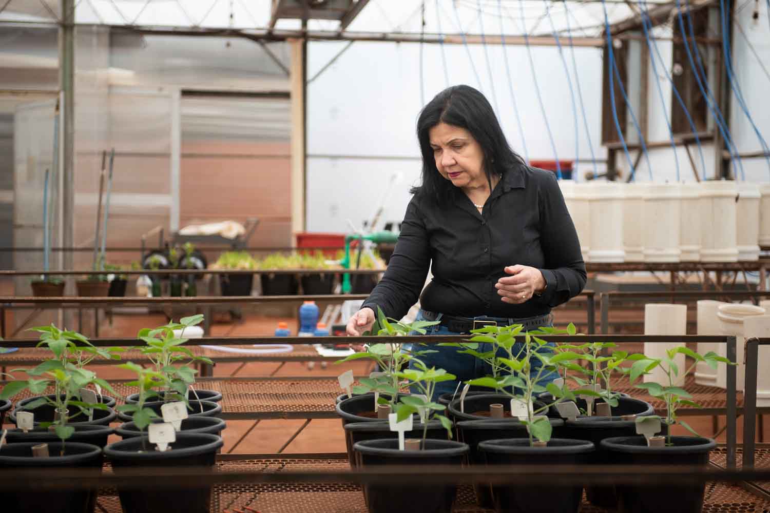 Cette scientifique brésilienne a passé 40 ans à développer des bactéries capables de remplacer les engrais synthétiques et de réguler l’azote