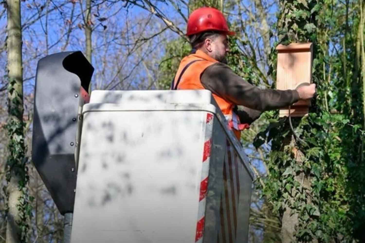 Des nichoirs à chauves-souris dans la banlieue parisienne pour lutter contre les moustiques tigres