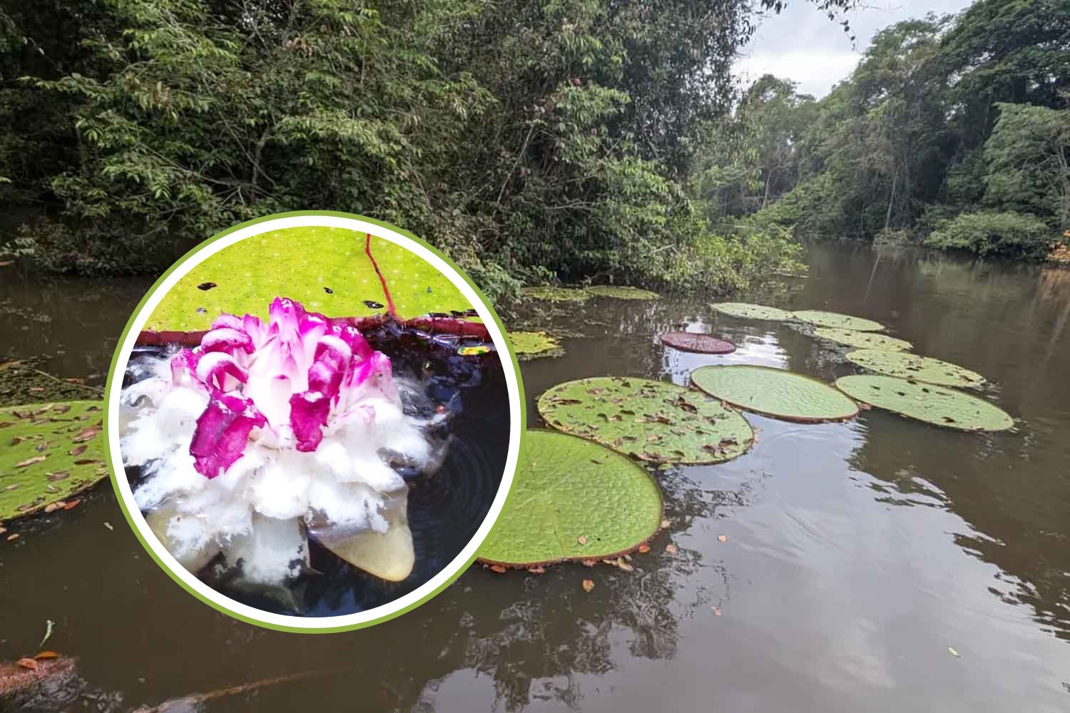 Grâce à une seule photo Instagram, découverte en Colombie d'un nénuphar géant visible depuis l'espace (déjà menacé d'extinction)