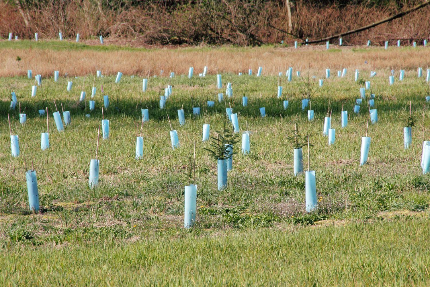 L’Angleterre plantera 500 000 arbres en trois ans pour lutter contre la chaleur extrême, la sécheresse et les inondations