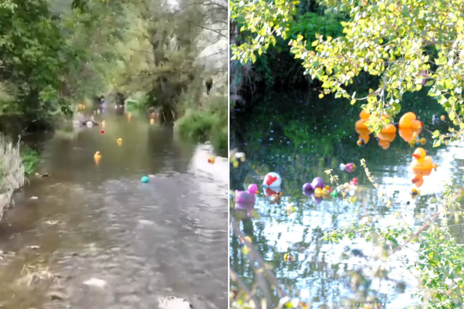 L’Italie remporte la course mondiale des canards en plastique lors d’une course dans une rivière pour célébrer l’environnement