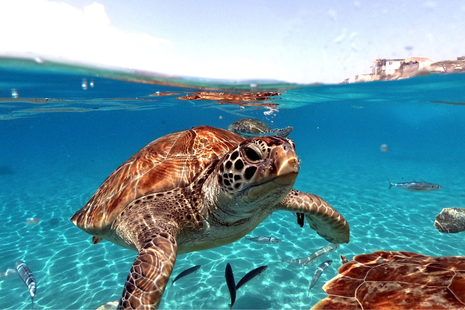 Le cas étrange et fascinant des tortues marines qui refusent de quitter les Îles Galápagos