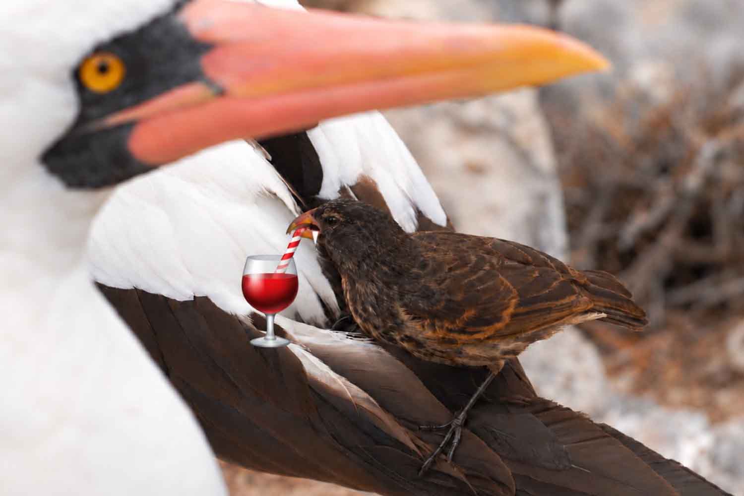 Les oiseaux vampires existent-ils vraiment ? Aux Galápagos, ces pinsons vampiriques blessent les fous et en boivent le sang