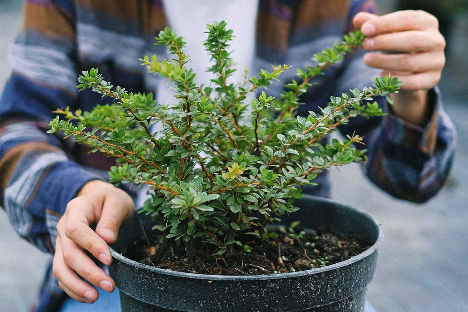 Les plantes perçoivent le toucher et les scientifiques dévoilent leur réaction 60 secondes après le contact