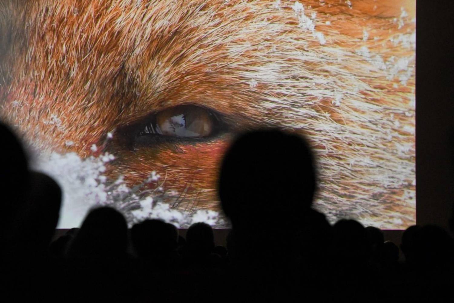 Raconter la nature à travers la caméra : postulez à la 30e édition du Gran Paradiso Film Festival et gagnez jusqu’à 5 000 euros